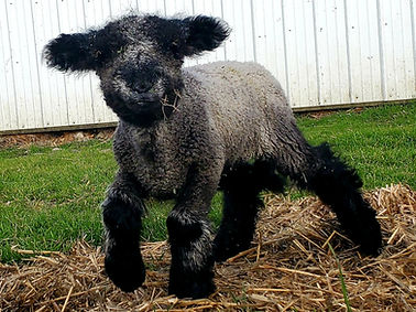 Iron Water Ranch Gidget - Romney Ewe Lam