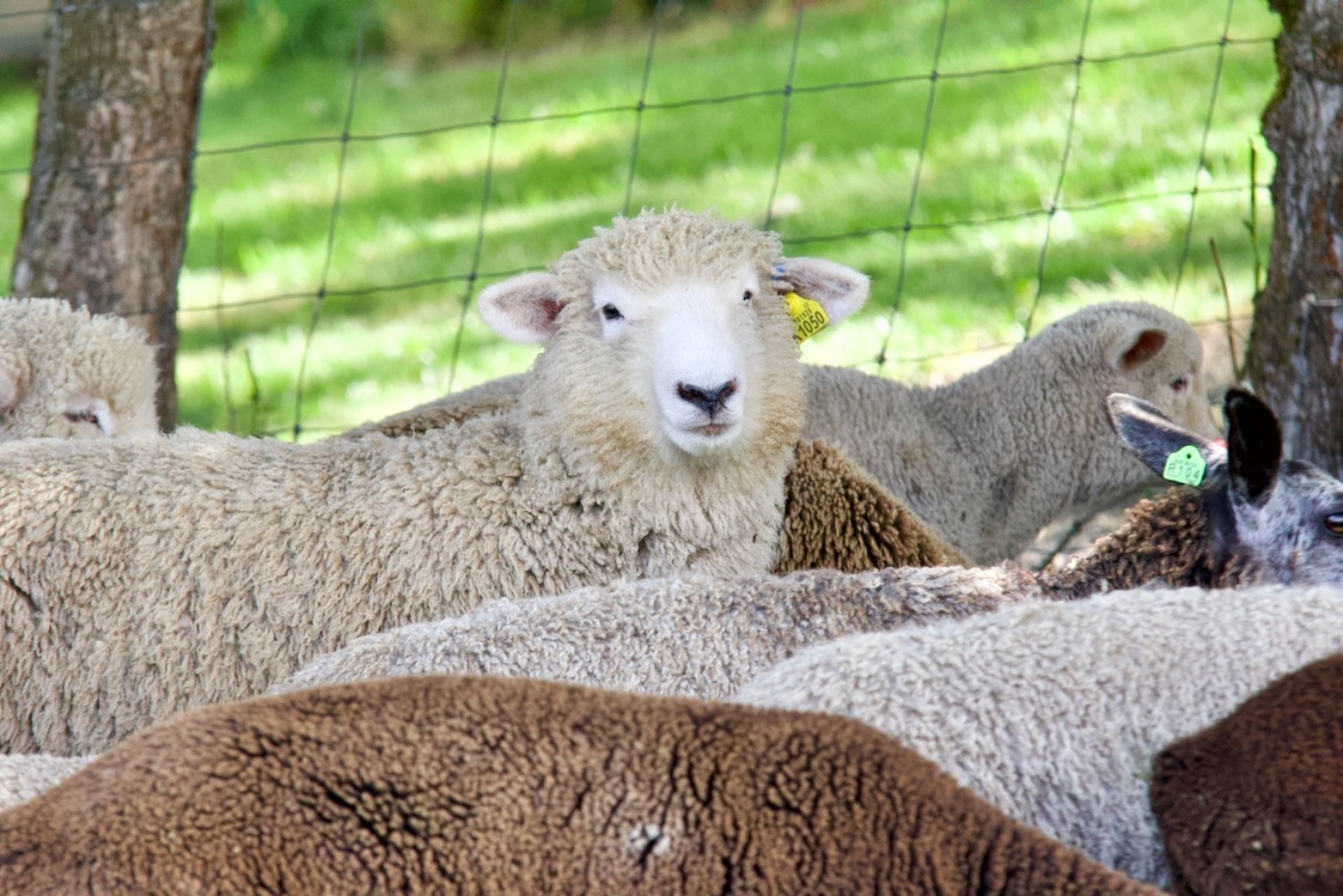 About - 2022 Lambing School Chat | Iron Water Ranch