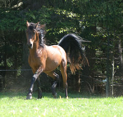 Paradox du rieussec_2ans_trot