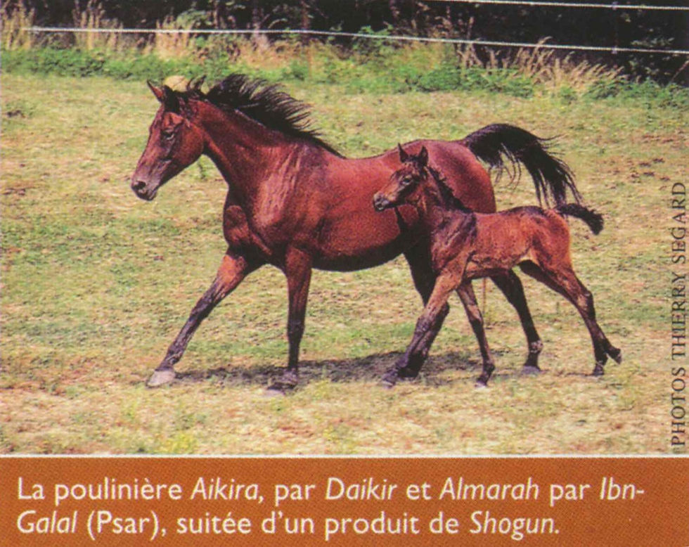 Aikira_Idefol_chevalPratique2