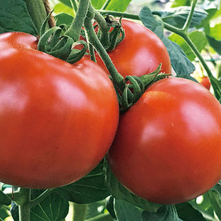 調味料無しでトマトソースになる奇跡の味“ぜいたくトマト®”