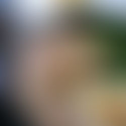 創業100年鳥料理専門店の名物すき焼きタイプの鳥鍋