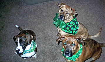 Princess Cailin, Maddok and Buddy