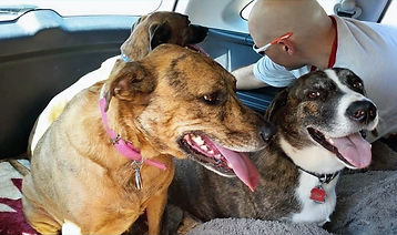 Princess Cailin, Maddok and Buddy