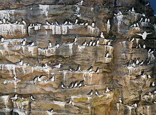 Puffins - at the Perlan Museum