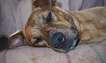 Princess Cailin and Buddy