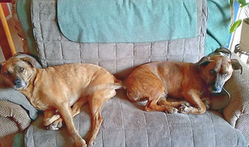 Princess Cailin and Buddy