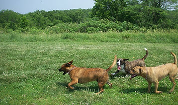 Princess Cailin, Maddok and Buddy