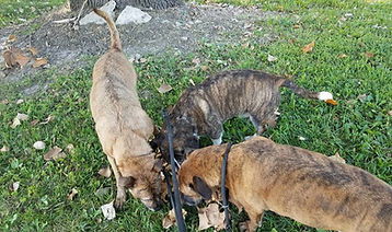 Princess Cailin, Maddok and Buddy