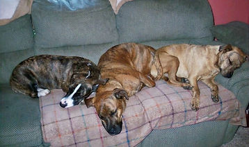 Princess Cailin, Maddok and Buddy