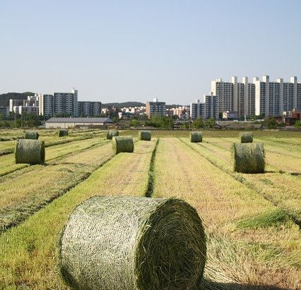 [칼럼 91]"기후 위기에 취약한 서울, 도시농업이 돌파구”