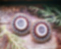 Antler1.jpg