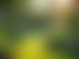 Comment entretenir votre jardin avec Greenwork