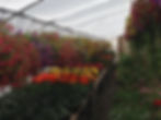 Garden Center Utah Hanging Baskets