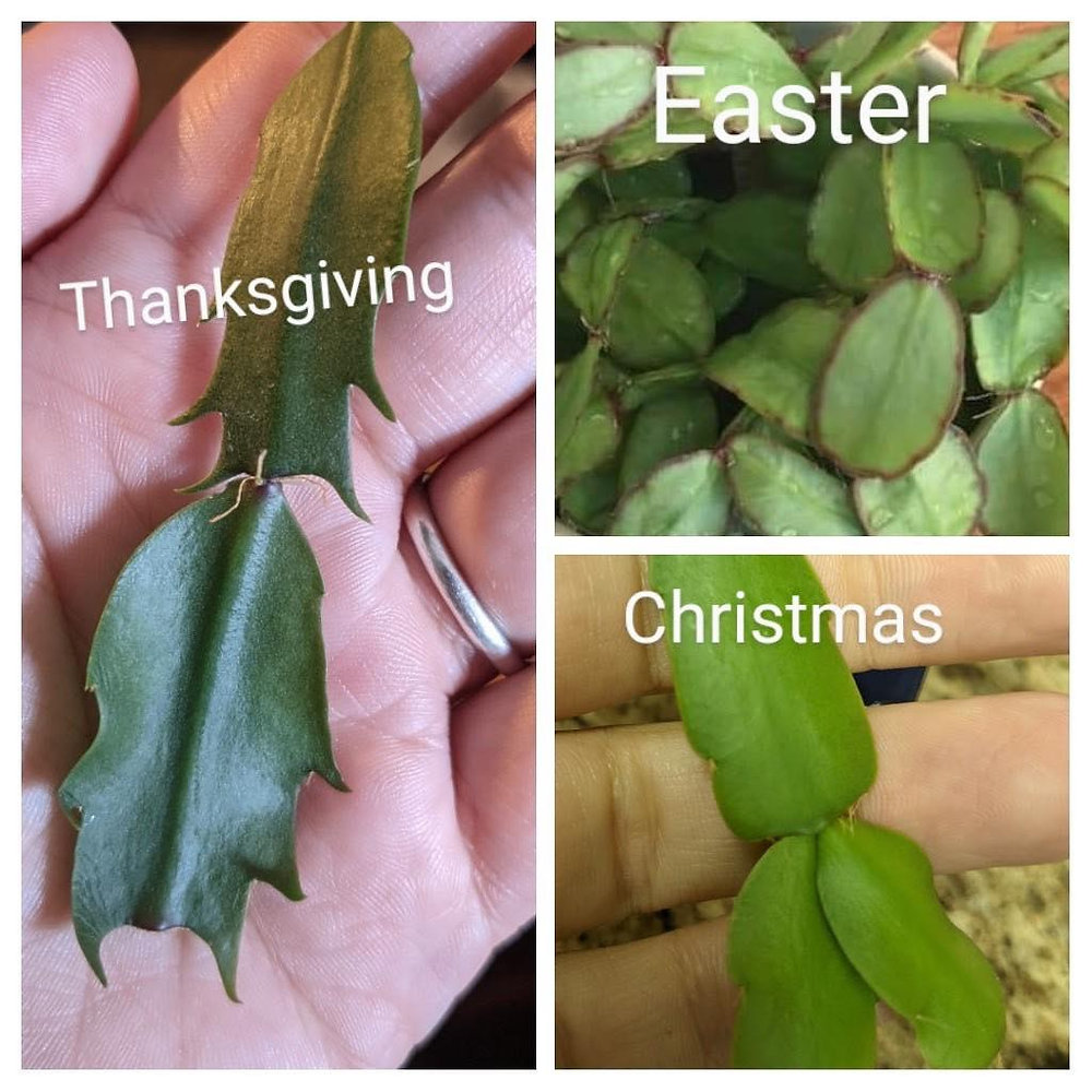 Christmas Cactus Care
