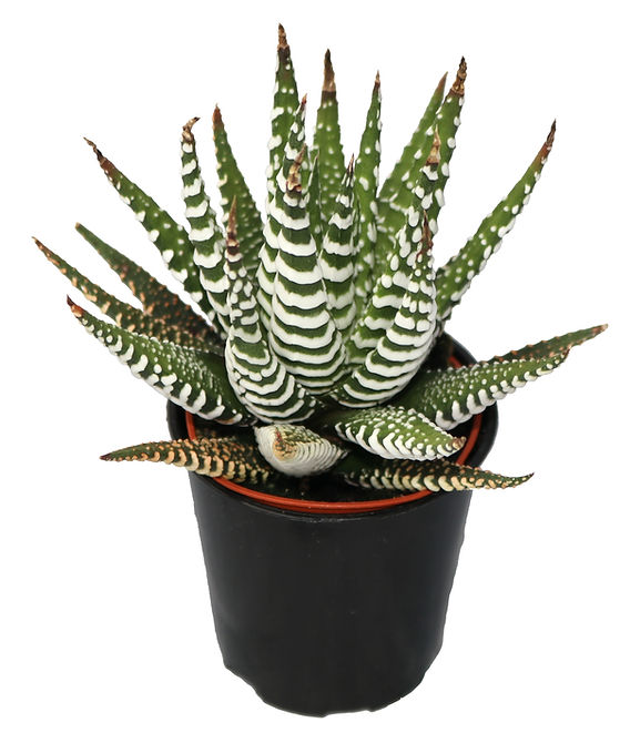 Haworthias - Great Succulents That Can Tolerate Lower Light Levels