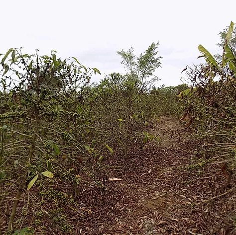How friendly are indigenous trees to Human and Plant live!!