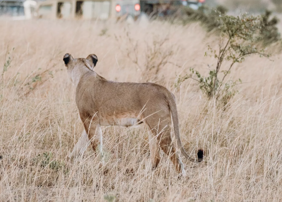 Top Itinerary Ideas for Small Group Safari Adventures in Kenya and Tanzania