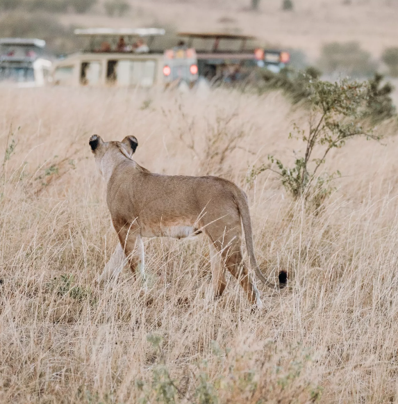 Safaris in Kenya & Tanzania