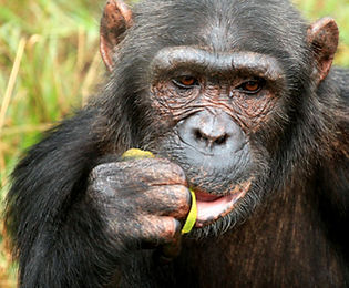 chimpanzee-uganda-.jpg