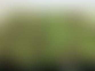 Plant Physiologyに共同研究の成果を発表しました。