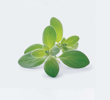Marjoram.jpg
