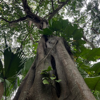 a massive gorgeous tree 