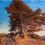 Thumbnail: "Sunset Cypress" 3x3 in. Magnet