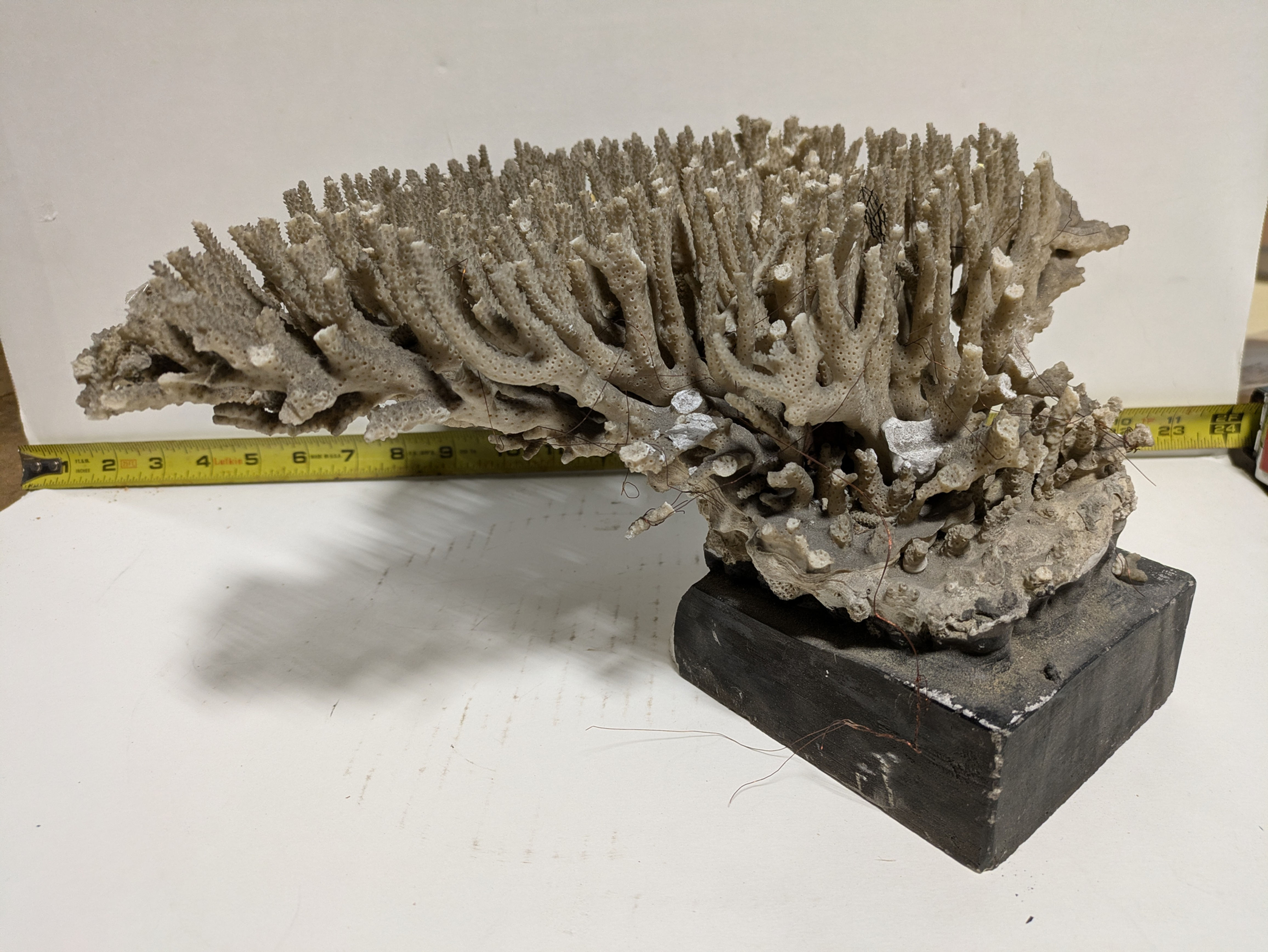 Coral - Dried/Fossilized