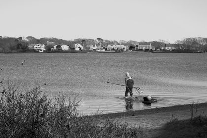Oyster Catching