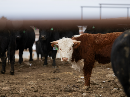 How We Buy Bulls (And Why We Switch Between Angus & Hereford)