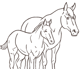 sketch of mare and foal