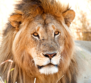 Add a heading (100).png