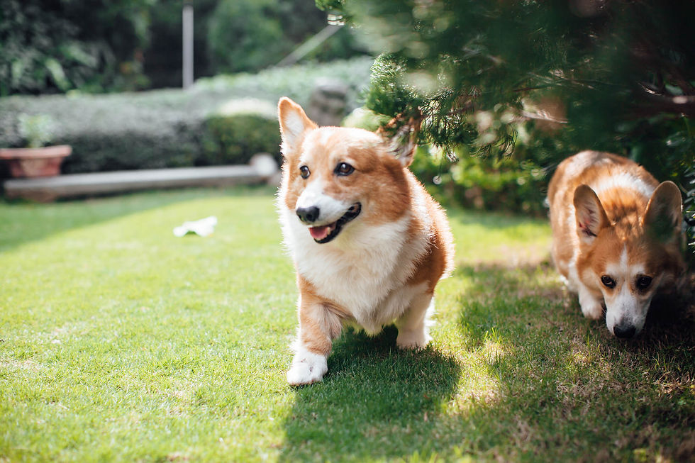 寵物寫真‧family ｜CC