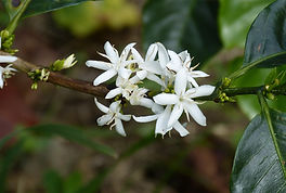 falco-coffee-blossom-280734_1920.jpg