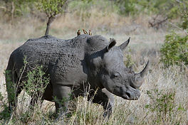 pexels-rhinoceros-1837164_1920.jpg