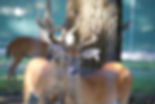 deer.jpeg
