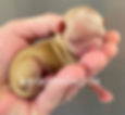Chihuahua Puppies for Sale Near Me | Westwood Farm