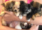 CHIHUAHUA PUPPIES
