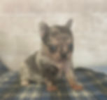 PAST PUPPY