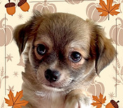 pup.jpeg