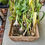 Thumbnail: HEIRLOOM GARLIC BULB OUR HARVEST IN THE BOX