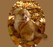pup2.jpeg
