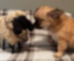 PAST PUPPY