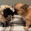Thumbnail: Teacup Chihuahua Puppies for Sale