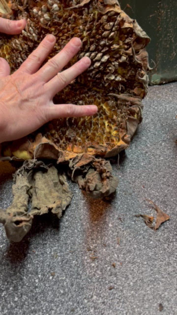 HARVESTING SUNFLOWER SEEDS FOR PLANTING