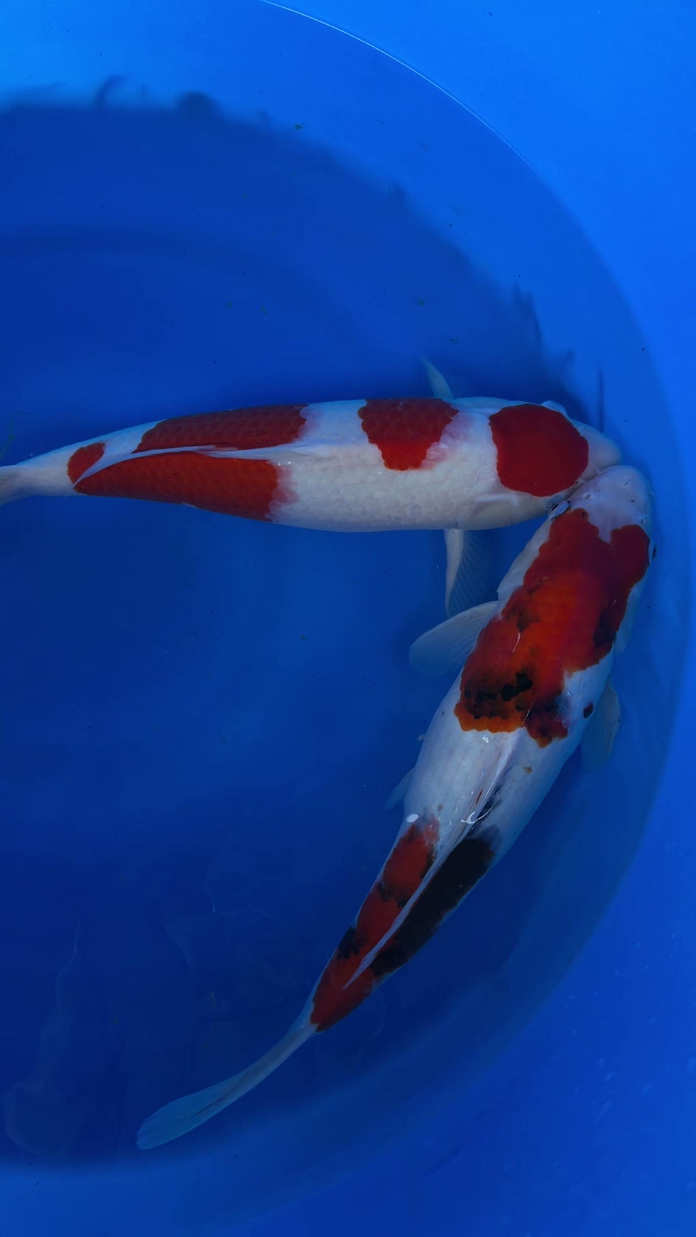 Thumbnail: Japanese Bloodline Kohaku -Momotaro-Showa Marudo