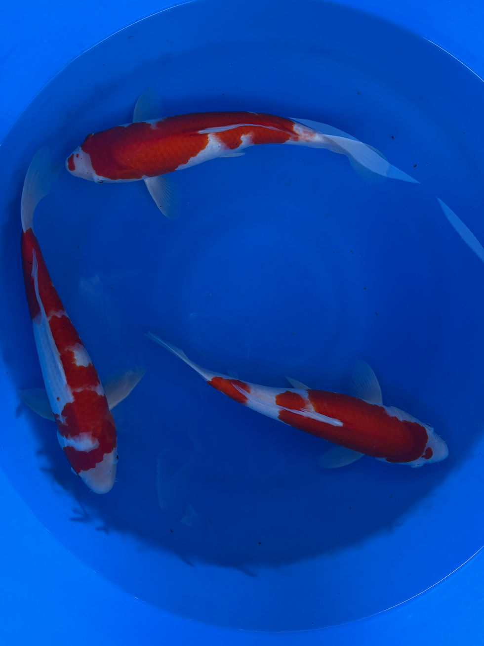 Hình thu nhỏ: Bowl 37  : Exactly 3 Kohaku High Quality - size 17 -19 inches