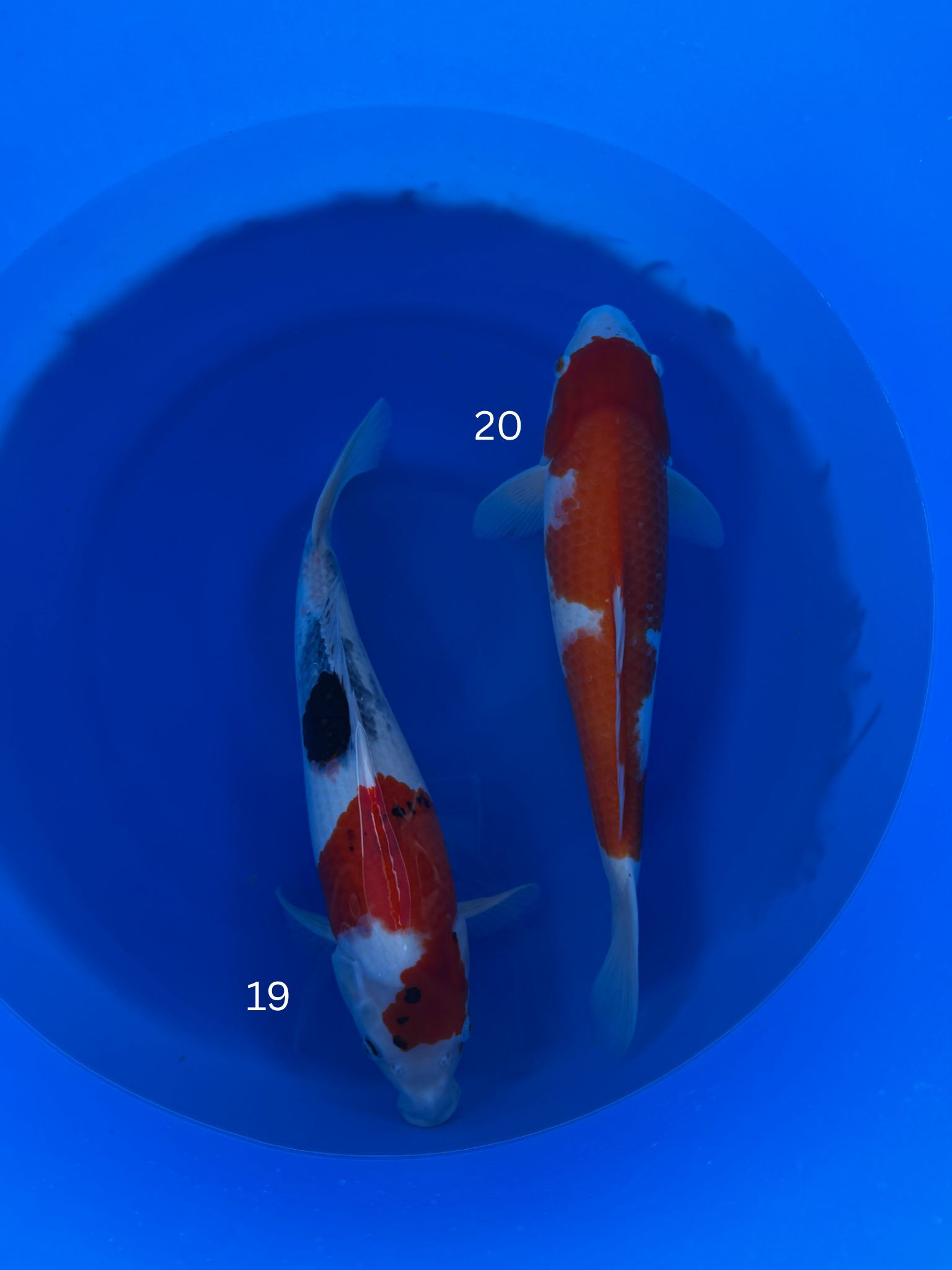 Japanese Bloodline Kohaku -Monotaro-Showa Marudo