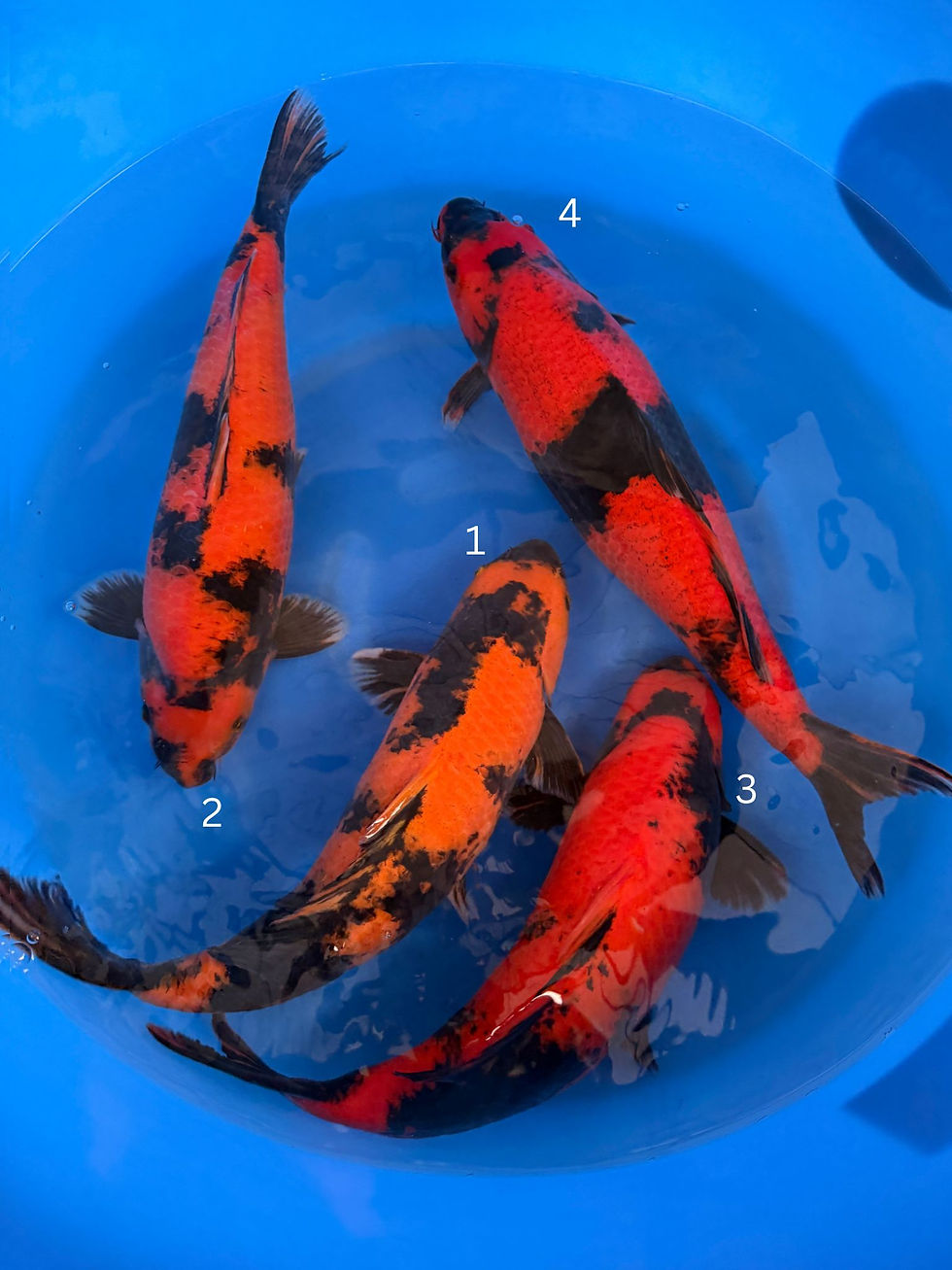 Hi Utsuri Jumbo Nisai Bowl 22 – Japanese Koi from Shinoda Koi Farm